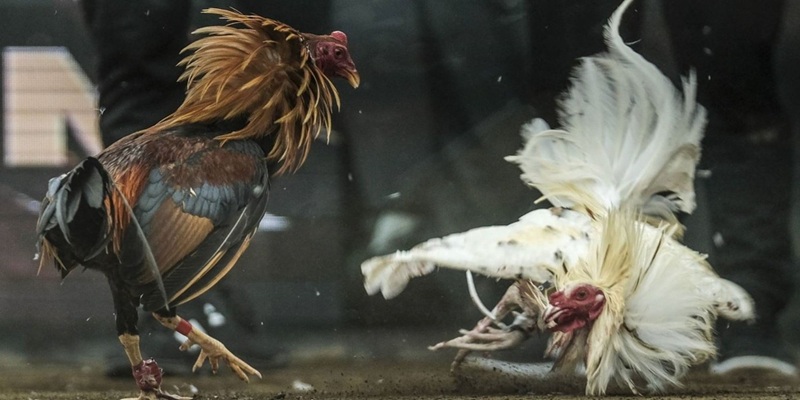 Vài điều cần biết về đá gà UU88