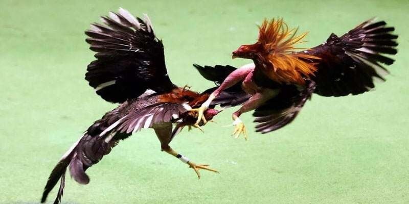 03 hình thức đá gà UU88 phổ biến